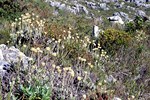 Kapstadt: Wanderung auf dem Tafelberg